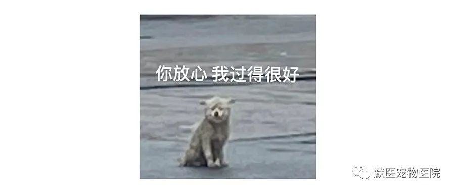 如果我被隔离了，家里的宠物怎么办？