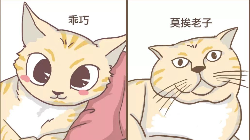 清醒一点！别再羡慕别人家的大胖猫啦！