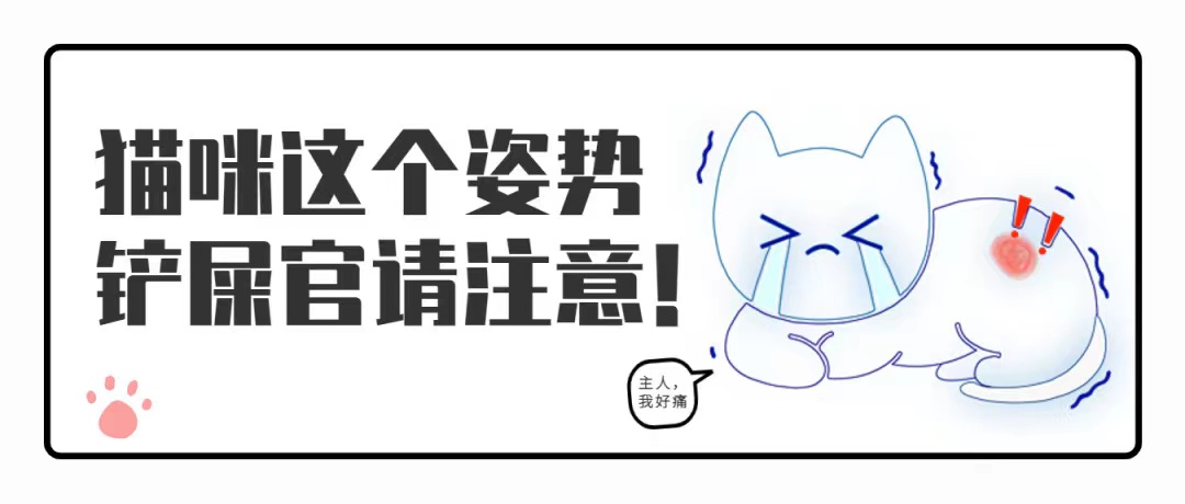 看到猫咪“母鸡蹲”，千万别忽视！