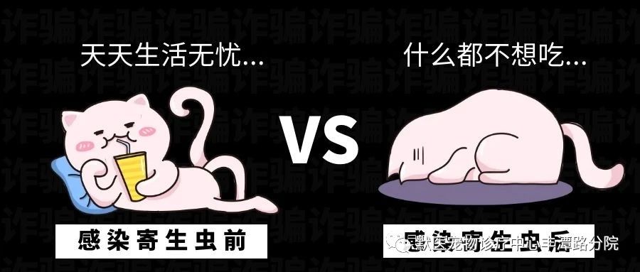 我家猫足不出户，身上能有多少虫子？