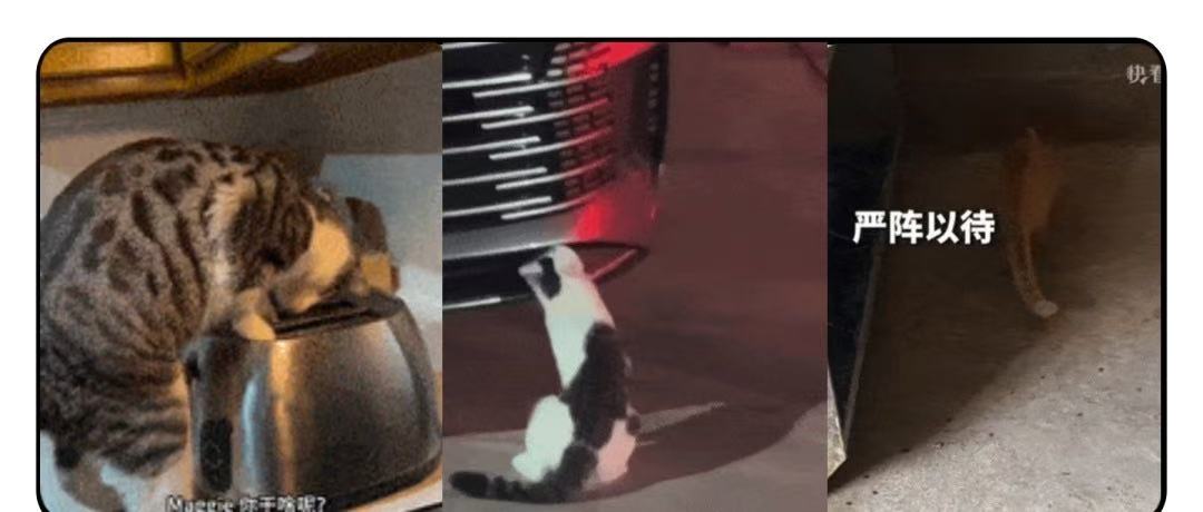 惊！人家猫会抓老鼠，我家的怎么看见老鼠喊救命！