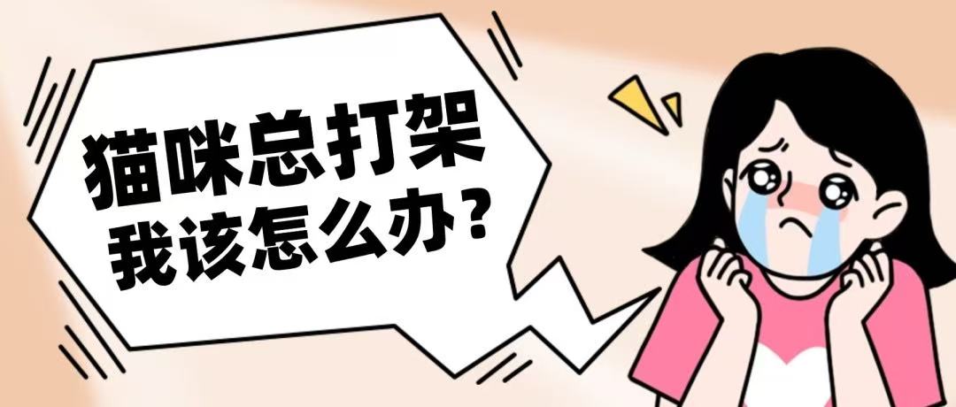 家里的猫咪总是打架，铲屎官崩溃：到底怎么办？