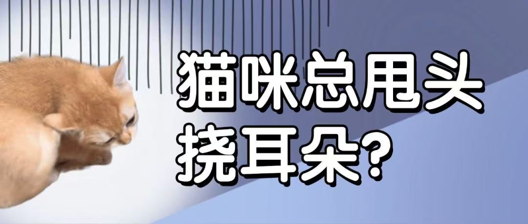 猫咪总甩头挠耳朵？小心！可能是耳螨在啃噬它的耳朵！