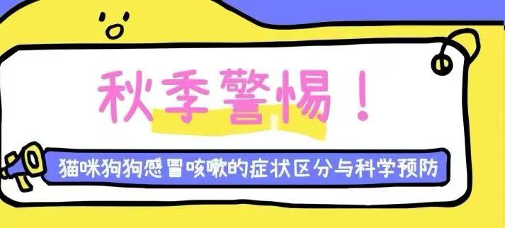 秋季警惕！猫咪狗狗感冒咳嗽的症状区分与科学预防
