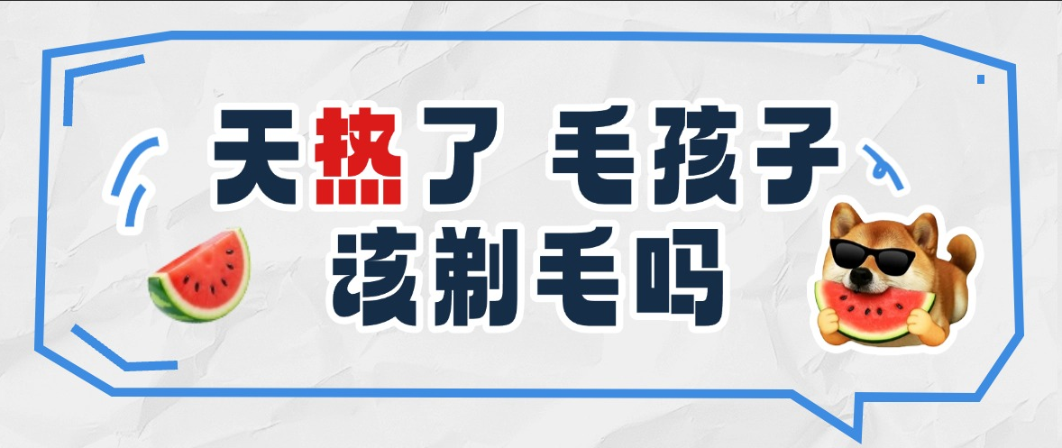 天热了，毛孩子该剃毛吗